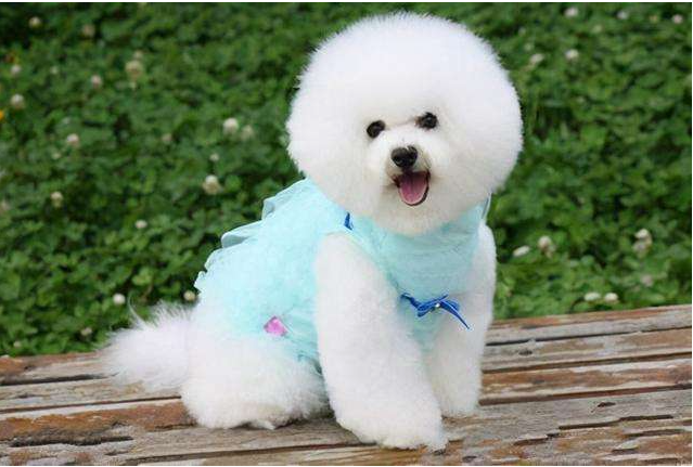 比熊四个月多重才合适