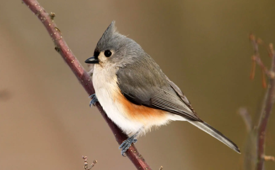 我国已发现鸟类大概多少种