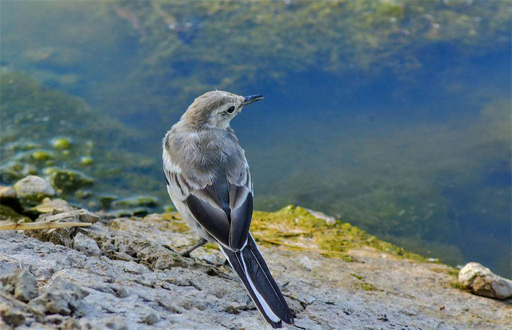 鸿是江边鸟下一句