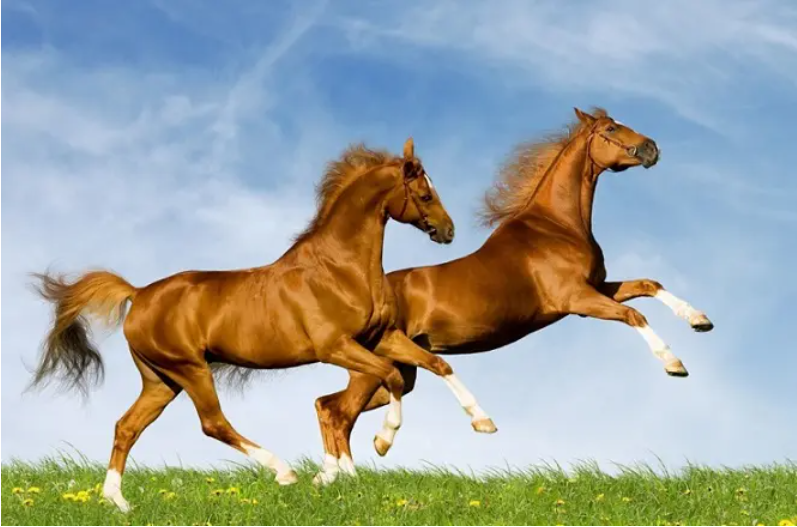 贵人扶持的四大生肖是哪四个