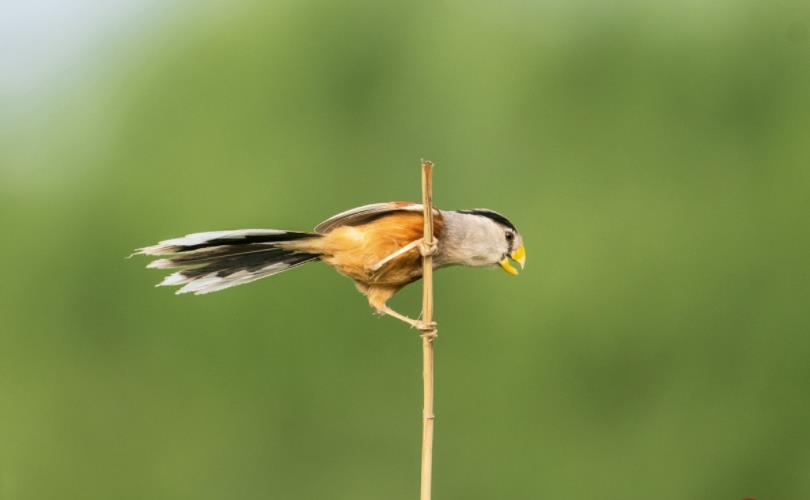 鸟中熊猫指的什么鸟