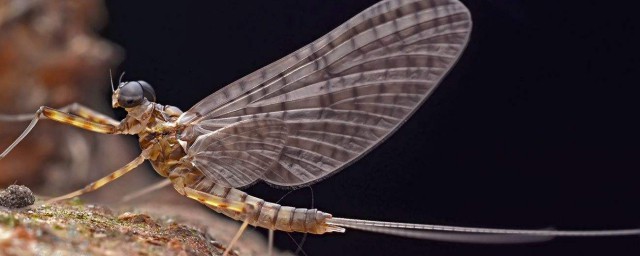 蜉蝣拼音是什么