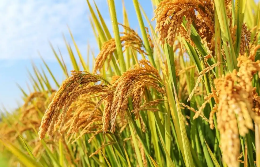 世界上最早种植水稻的国家是哪里