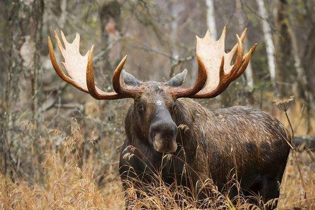 驼鹿是典型的什么气候动物
