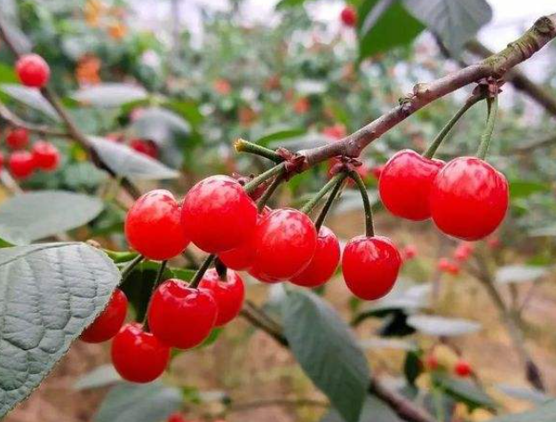 樱桃几月份成熟