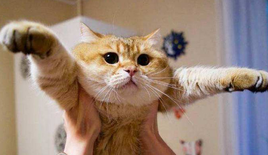 吸猫是什么意思