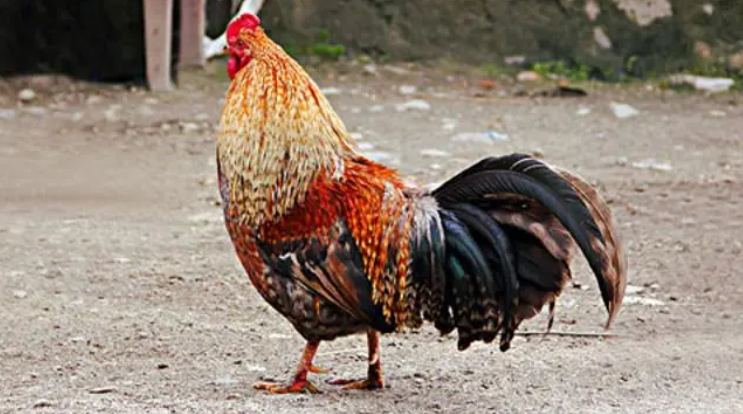 鸡是不是哺乳动物