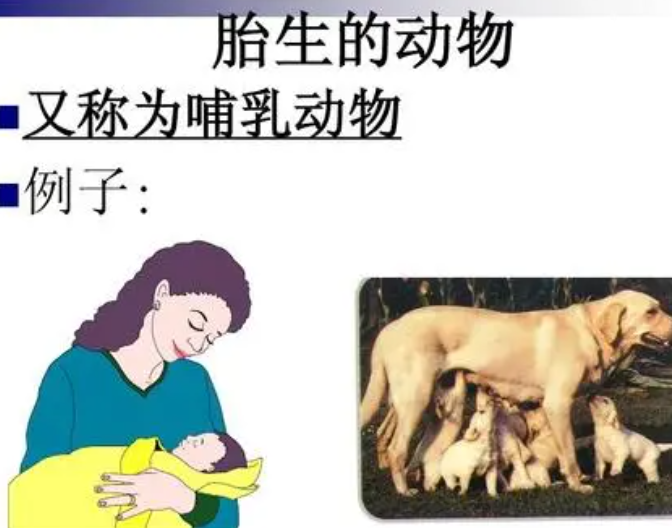 高级动物怎么繁殖