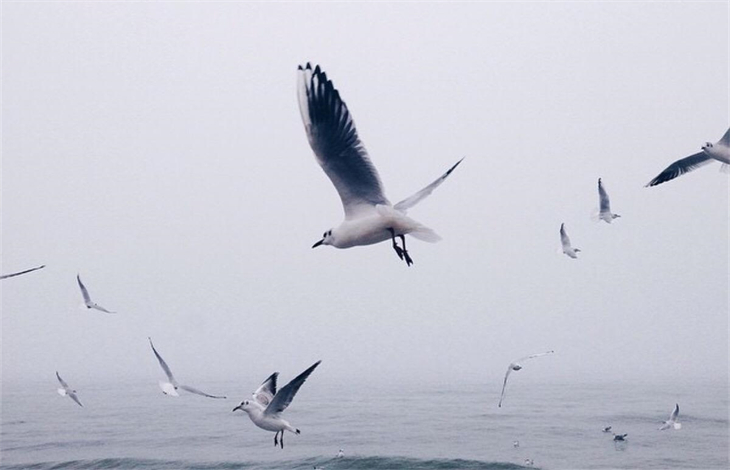 谁杀死了知更鸟是什么
