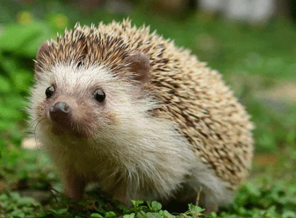 刺猬是杂食动物还是肉食动物