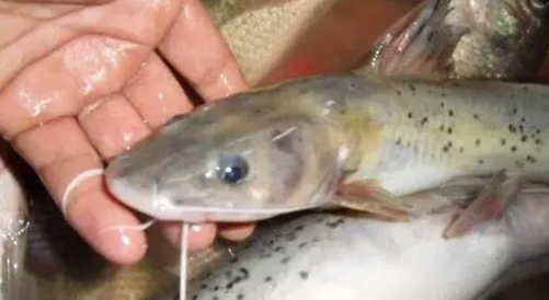 芝麻剑鱼是不是保护动物