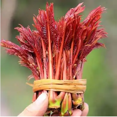 做香椿之前先焯水是不是更健康