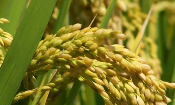 杂交水稻是不是转基因