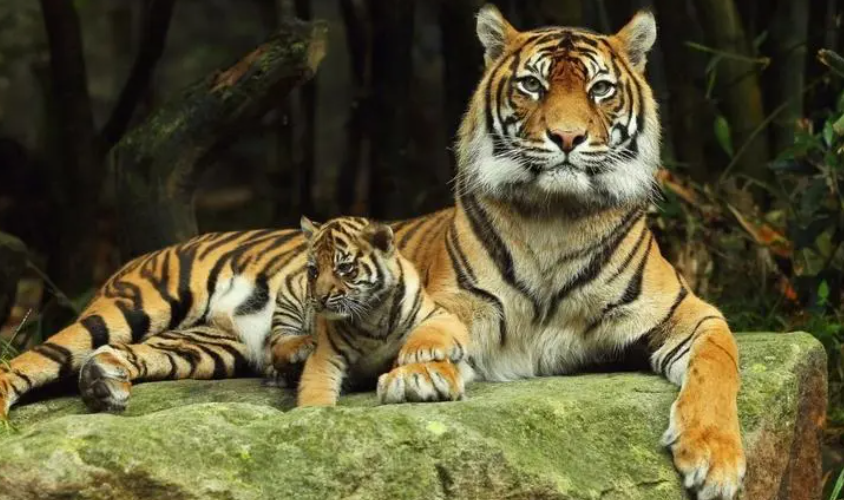 2023年不生几月虎