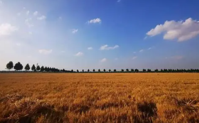 麦子地里的故事