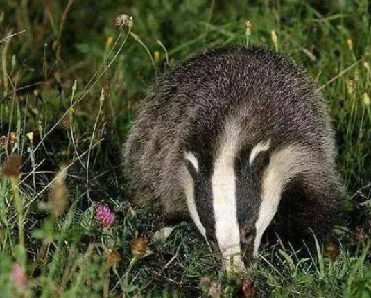 猪獾子是几级保护动物