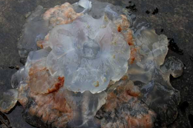 海蜇可以生吃吗