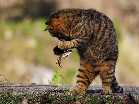 猫为什么喜欢吃鱼