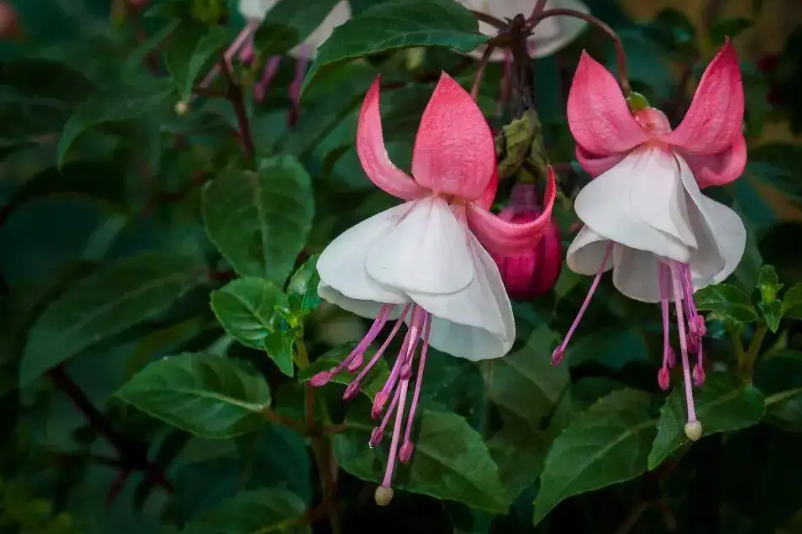 倒挂金钟怎么养护