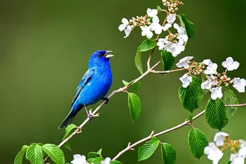 感时花溅泪恨别鸟惊心的作者是谁