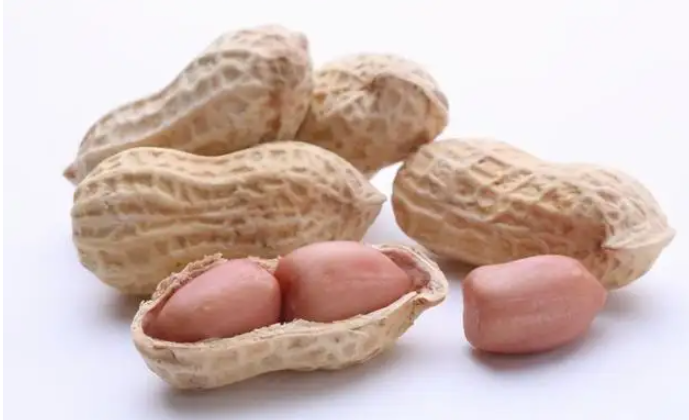 花生是单子叶植物还是双子叶植物