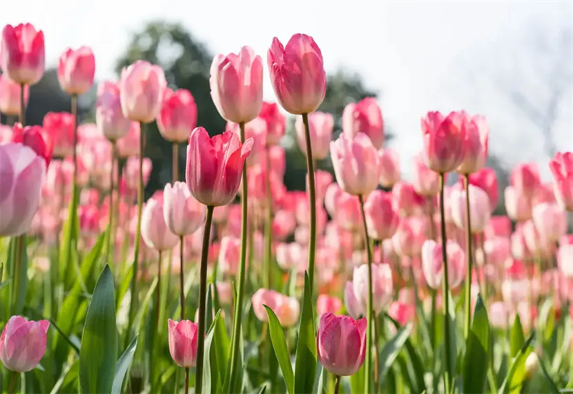 赞美郁金香的话