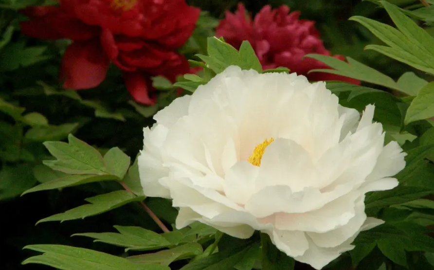 牡丹花在一天之内几点开花