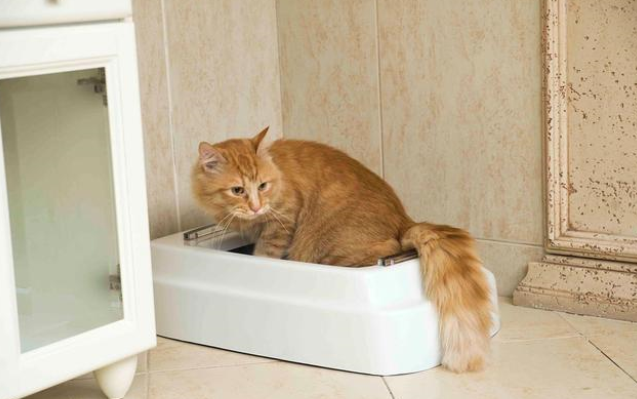 猫砂多久换一次需要全部倒掉吗