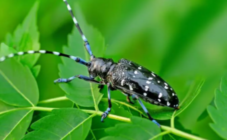 天牛是不是昆虫