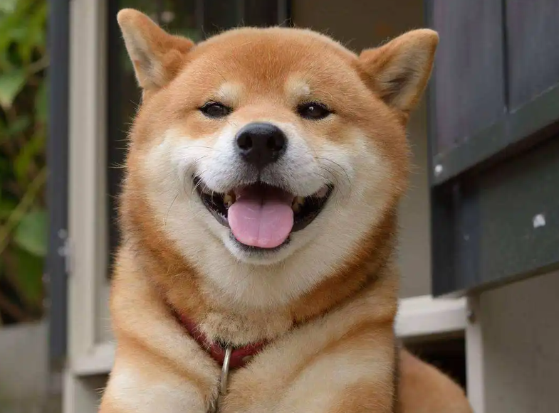 柴犬多少钱一只？