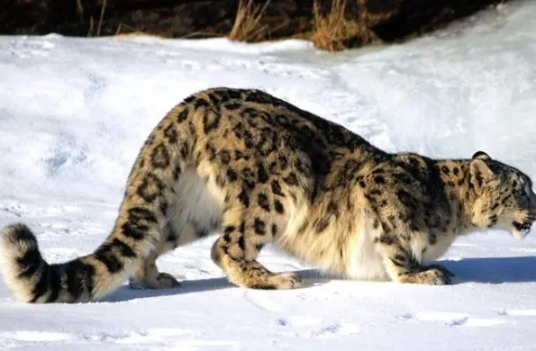 雪豹是国家几级保护动物