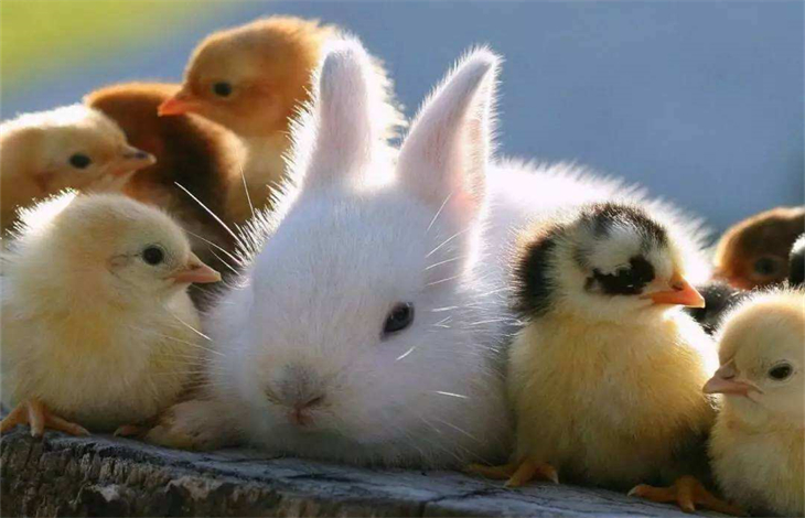 鸡兔同笼的万能公式是什么