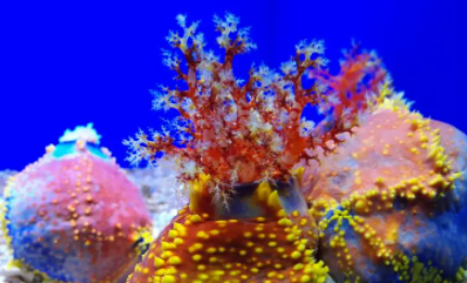 海底生物海苹果是植物还是动物