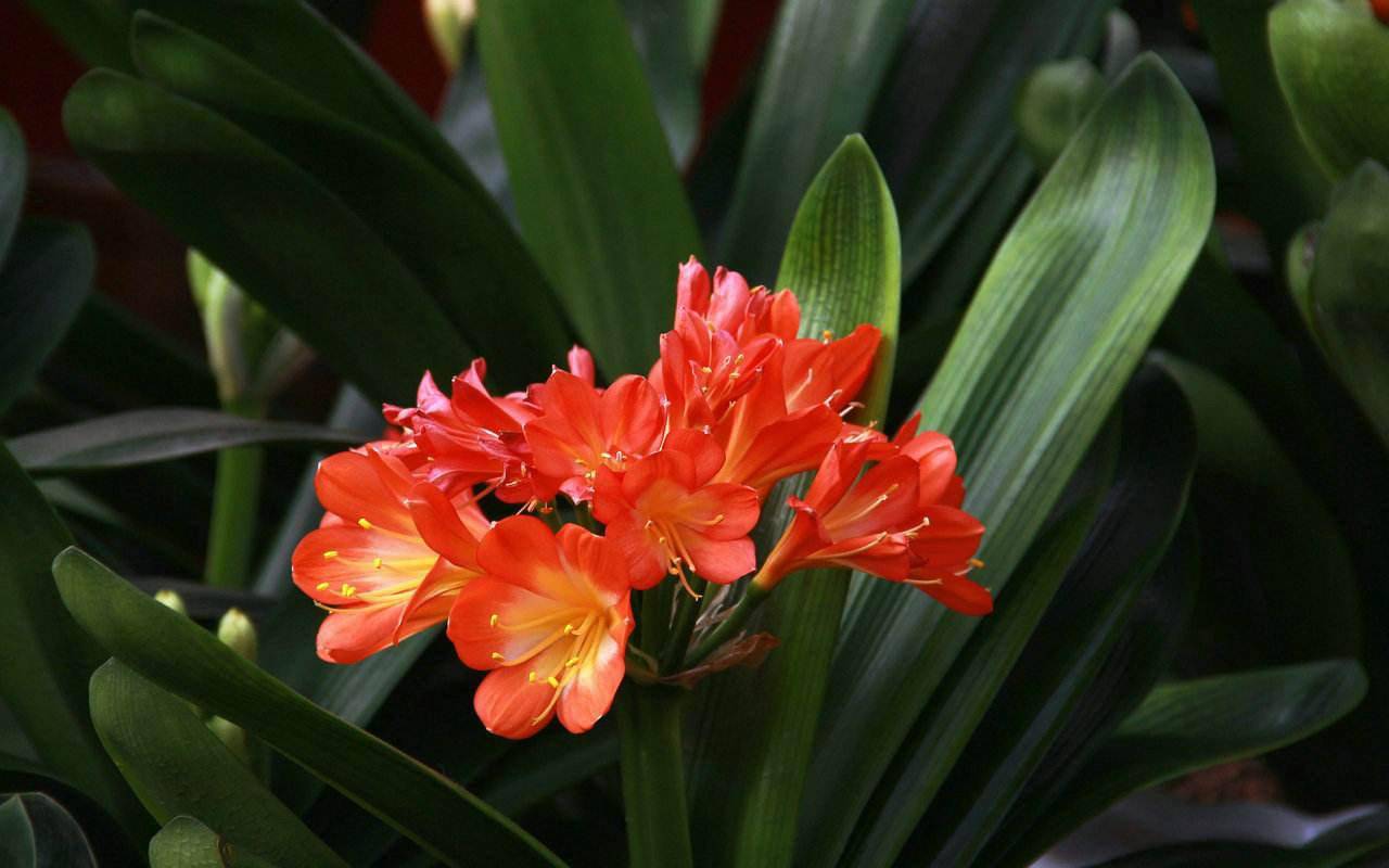 君子兰施什么肥最好