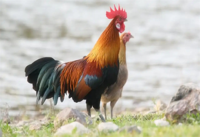 鸡鸣狗盗的人物是谁