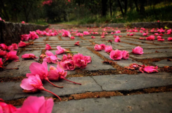 落红不是无情物的作者是谁