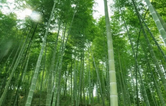 竹子属于草还是树