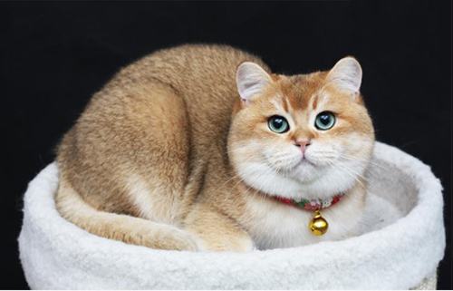 金渐层多少钱一只