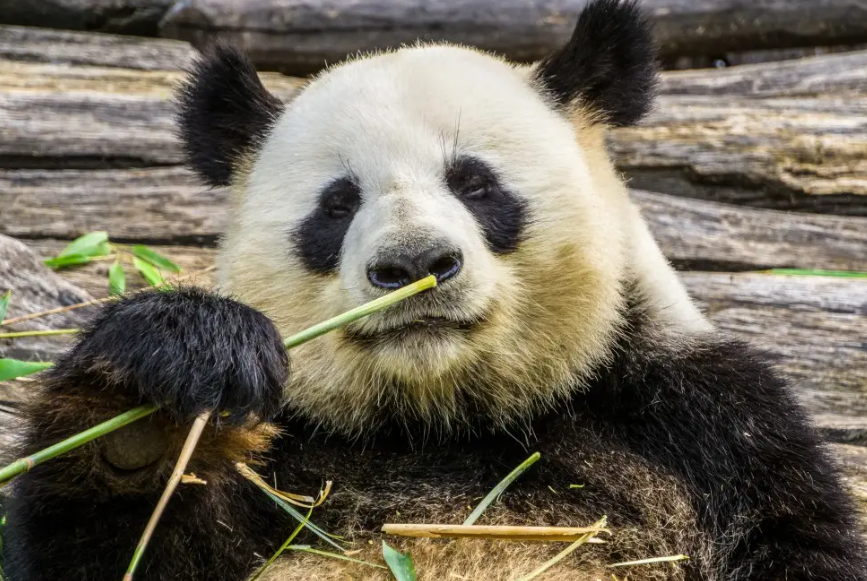 熊猫为什么喜欢吃竹子