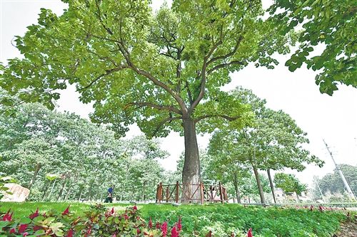 焦桐是谁的故事