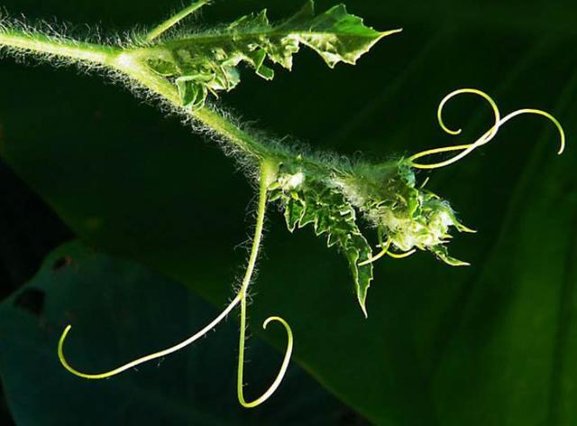 种瓜得瓜种豆得豆的哲学道理