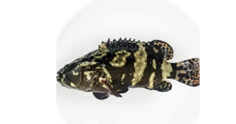 珍珠斑是海鱼还是淡水鱼