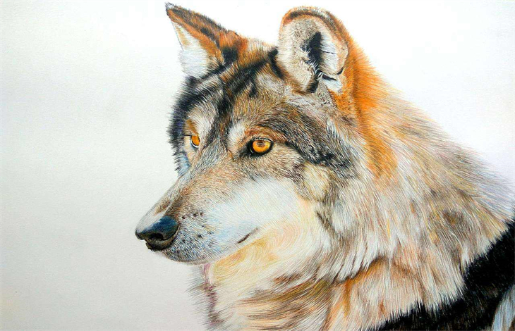 如狼似虎的意思