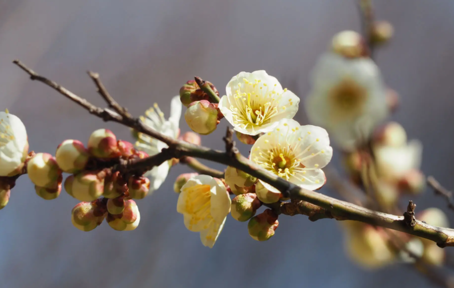 中国的国花是什么