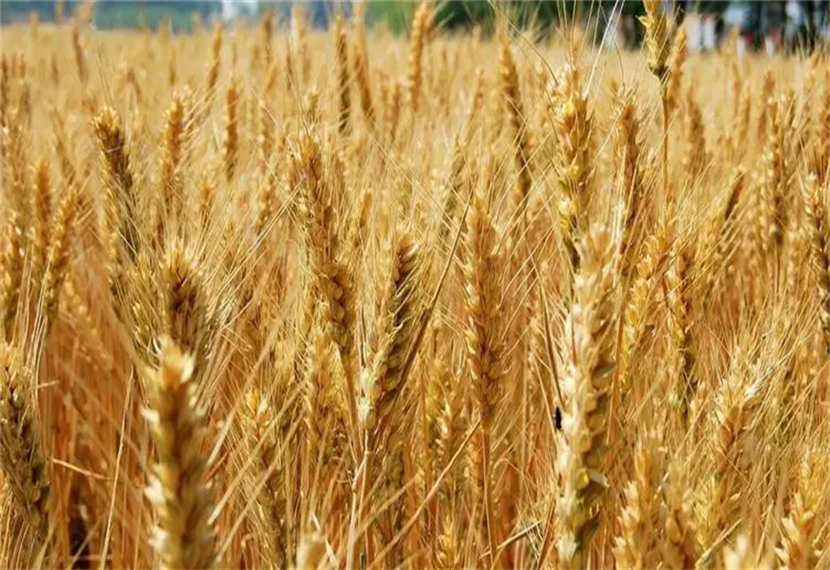 谁知盘中餐下一句是什么