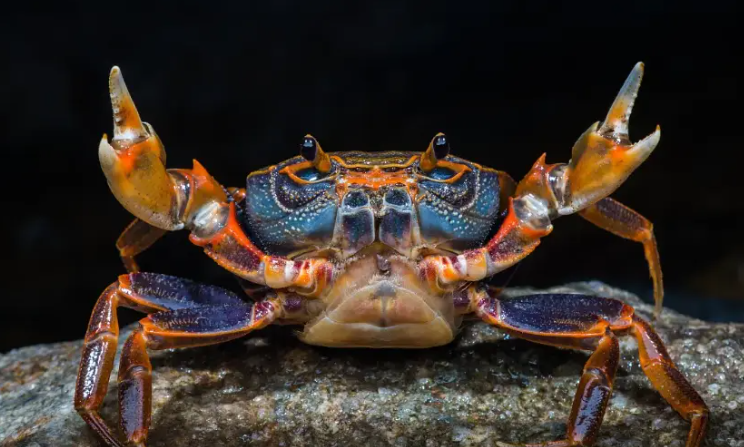 螃蟹有几条腿啊