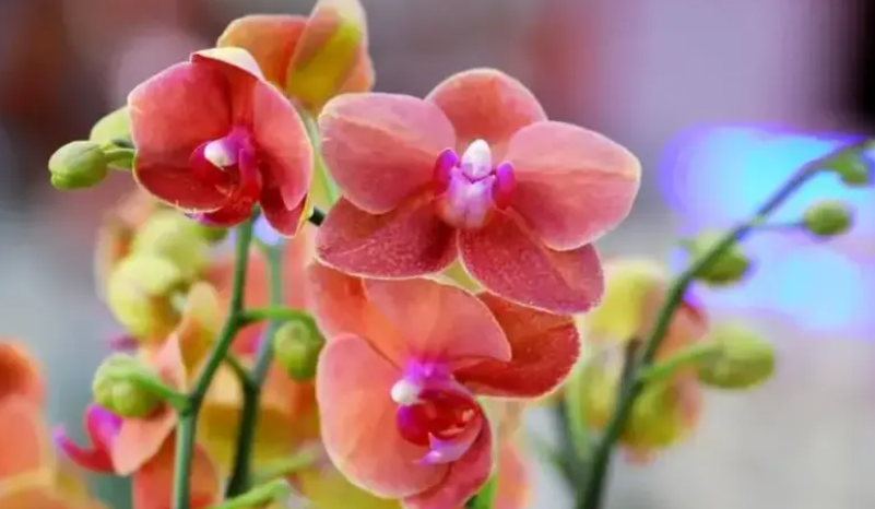 蝴蝶兰开花时间是几点