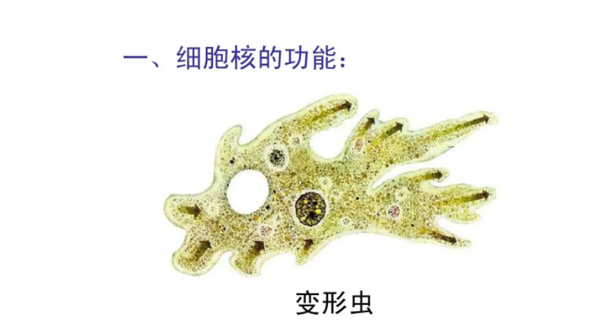 变形虫是真核生物还是原核生物