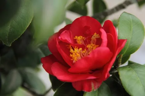 家中为何不能种茶花