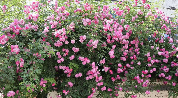 千朵万朵压枝低出自哪首古诗